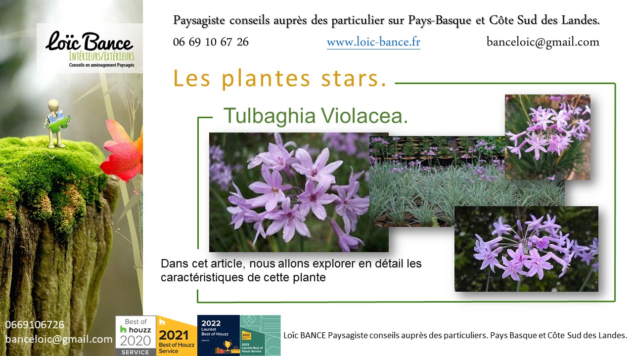 Paysagiste  Saint Jean de Luz une vivace plante star de juillet 2024 : Tulbaghia Violacea.